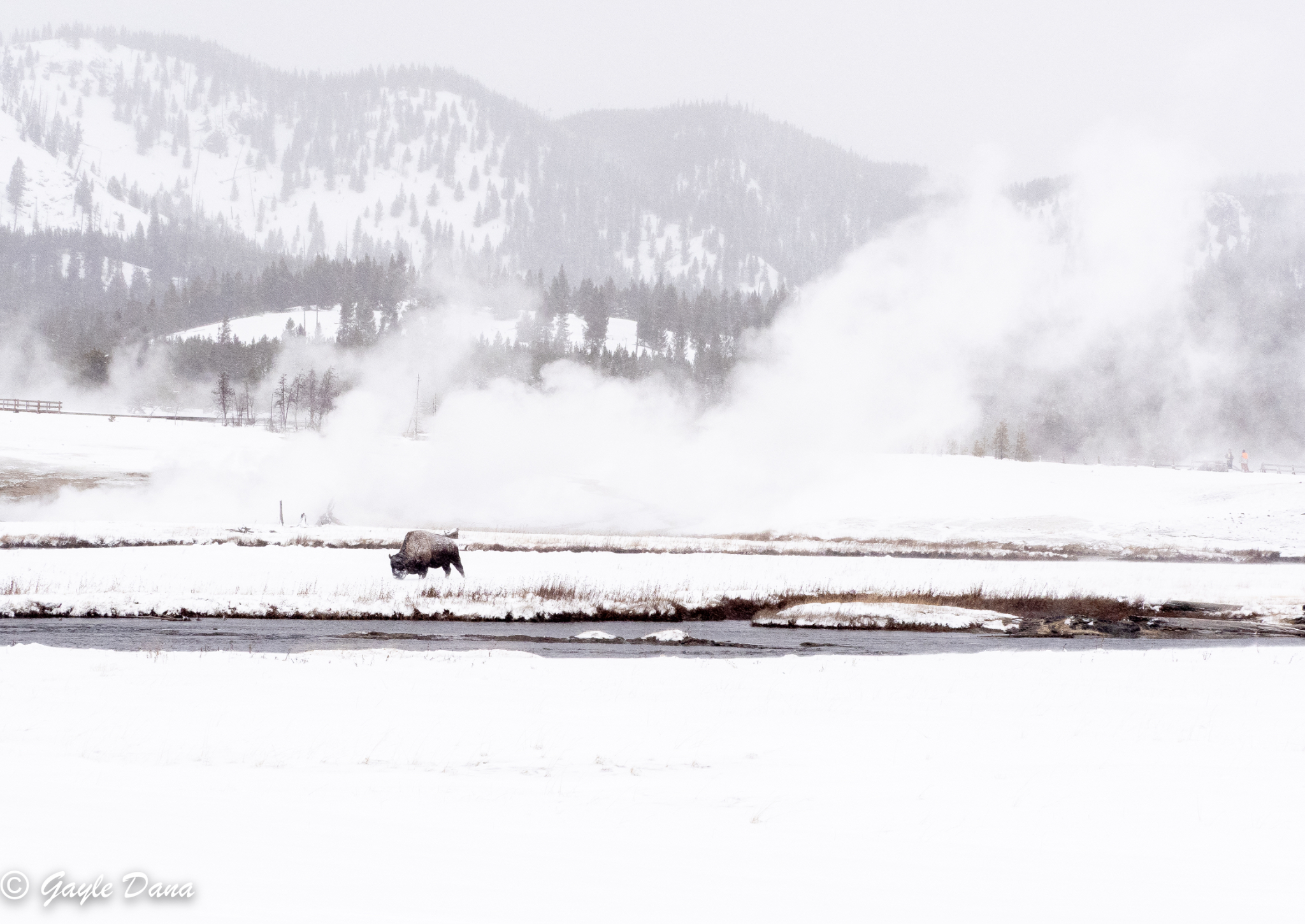 Yellowstone In Winter 2026
